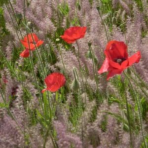 Meet your Posher, Audrey